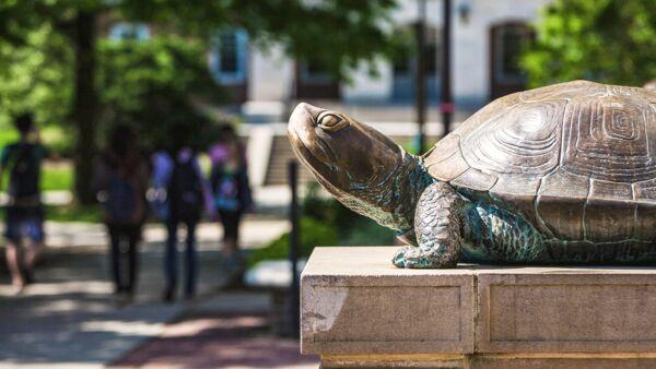 testudo in foreground