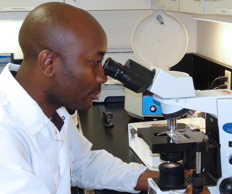 a photo of staff member looking through a microscope in the lab